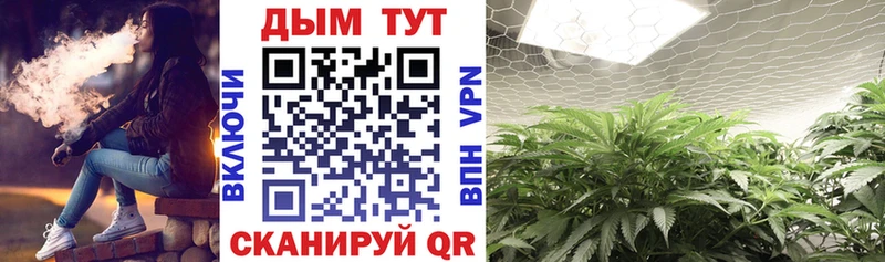 Конопля OG Kush  Тутаев 